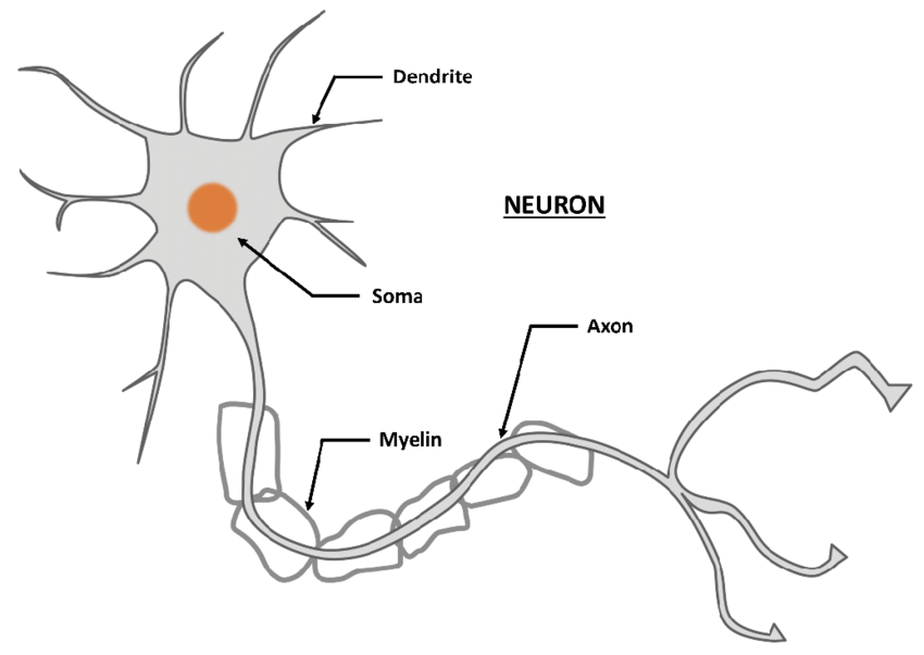 Diagram of a neuron